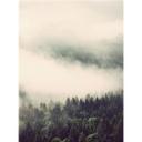 Fototapete Nebel im Wald 02 - 192x260 cm - aus der Cosy Kollektion