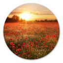 Tableau en Alu-Dibond Champ de coquelicots au coucher du soleil - Rond