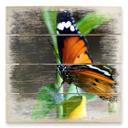 Cuadro de madera mariposa pequeña - 40x41,5 cm