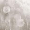 Bloemen behang Fotobehang paardenbloemen droom in beige - Ms Tiff