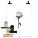Plakat - Den hvide rose