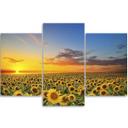 3 stykke lærred print, solsikker blomster eng