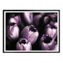 Póster Tulipanes