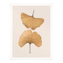 Póster Lenka - Ginkgo