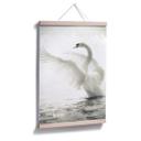 Poster - Cygne majestueux