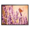 Póster Colombo - La mariposa en la lavanda