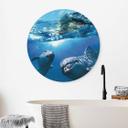 Billede Dolphins Underwater - rund – print på aluminium (Alu-Dibond)