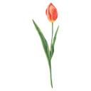 Muursticker Rode Tulp