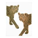 Póster Goed Blauw - Los Leopardos