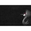 Livingwalls papier peint photo ARTist Crowned Crane Black