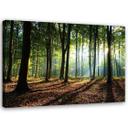 Canvasbillede, Skov ved solopgang