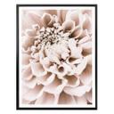 Plakat - 1X Studio - Chrysant