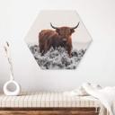 Hexagon Dibond van den Helm - Highlander