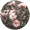 Fototapet - Rundt Annie - Rose Bush - vliesetapet/selvklæbende non-woven tapet