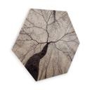 Hexagone - Placage bois de bouleau Pavlasek - Vers la cime des arbres
