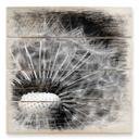 Cuadro de madera Diente de león - 40x41,5 cm