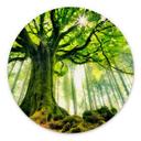 Tableau sur alu-Dibond rond Forêt de conte de fées