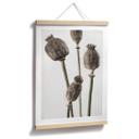 Póster 1X Estudio - Cabezas de amapola secas