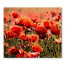 Poppy Field dækplade til kogeplader