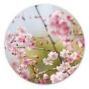 Tableau en alu-Dibond Fleurs de Cerisier - Rond