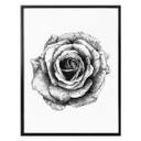 Plakat - Kools - Rose
