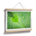 Póster - Corazón de gotas de agua sobre una hoja verde