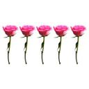 Sticker mural - Bordure Roses