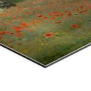 Geborsteld Alu-Dibond met goud-, zilver- & kopereffect - Klaprozenveld bij Argenteuil - Monet