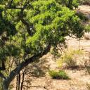 Afrikaanse savanne landschap Fotobehang - Hugonnard