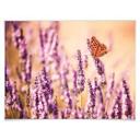 Póster Colombo - La mariposa en la lavanda