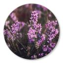 Glasbillede - Lilla lyngblomst i varmt lys - Annie - Rund