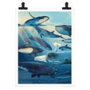 Póster Marrón - Ballenas
