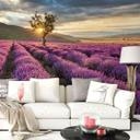 Fototapet - Lavendelblomster i Provence