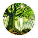 Póster Kiciak - Bosque de cuento de hadas - Redondo
