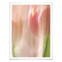 Plakat - Sky tulipaner