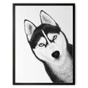 Póster Husky siberiano - retrato de perro - Korenkova