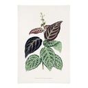 Tekstil plakat Illustration af blade - Bignonia Argyro Violascea