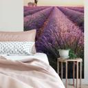 Fototapet Lavendel - 144x260 cm