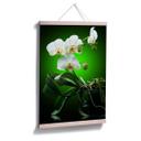 Poster - Floraison  d'une orchidée