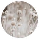 Vinilo decorativo de flores secas en tonos suaves - Annie - Redondo