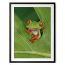 Póster Rana arborícola en la selva tropical - van Duijn