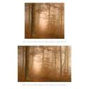 Fotomural bosque - bruma y luz en un bosque otoñal - Maier