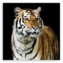Canvasbillede, Tiger dyreliv natur