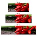 Revêtement pour cuisine - Alu-Dibond - Piments exotiques