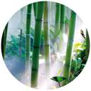Fototapet - Rundt Bamboo Forest - vliesetapet/selvklæbende non-woven tapet