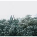 Fototapet Sukkulenter - 288x260 cm