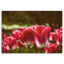 Canvasbillede, Blomstrende tulipaner