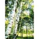 Papier peint photo Forêt ensoleillée