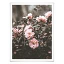 Plakat - Annie - Rose bush