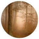 Vinilo decorativo neblina y luz en el bosque otoñal - Maier - Redondo